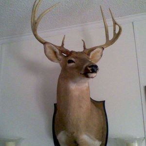 Meet your Posher, Vincent